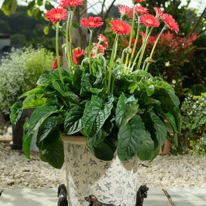 Bronze, Cocker Spaniel, Potty Feet, Set of 3, Plant Pot Stand, Antique Decor, Pot Stand, Plant Pot Decor, Plant Pot Decoration, Garden Decor image 3