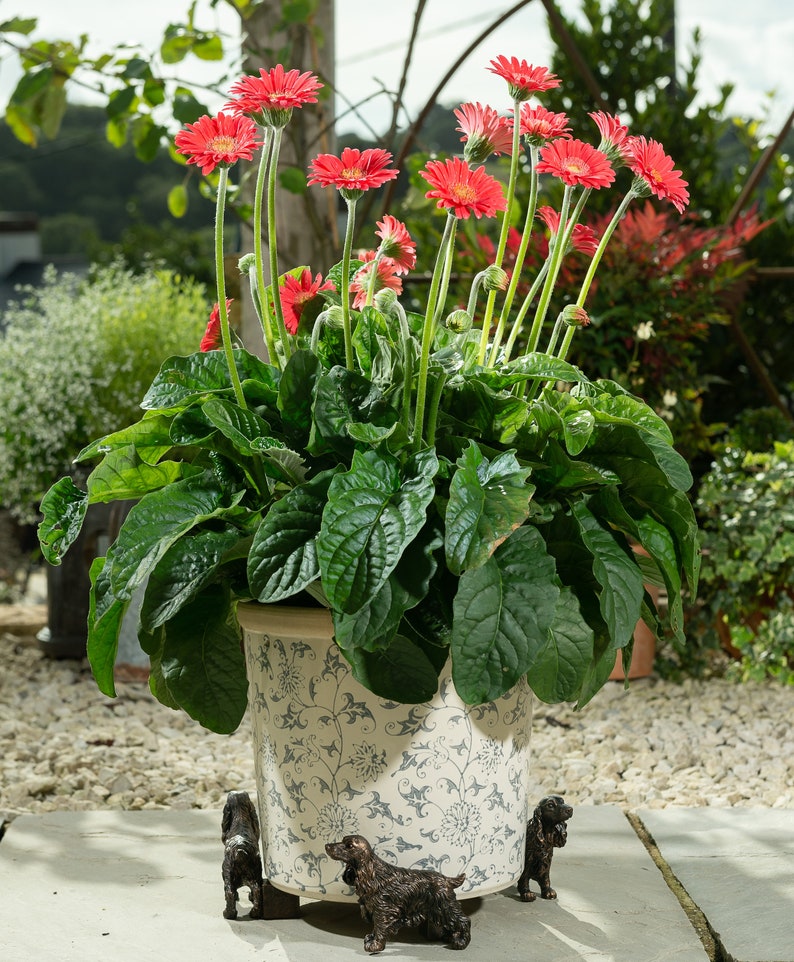 Bronze, Cocker Spaniel, Potty Feet, Set of 3, Plant Pot Stand, Antique Decor, Pot Stand, Plant Pot Decor, Plant Pot Decoration, Garden Decor image 3