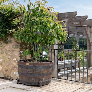 May include: A small tree growing in a large wooden barrel planter with metal feet. The planter is brown and has metal bands around it. The tree is green and has small leaves. The planter is sitting on a stone patio. There is a wooden pergola and a black metal gate in the background.