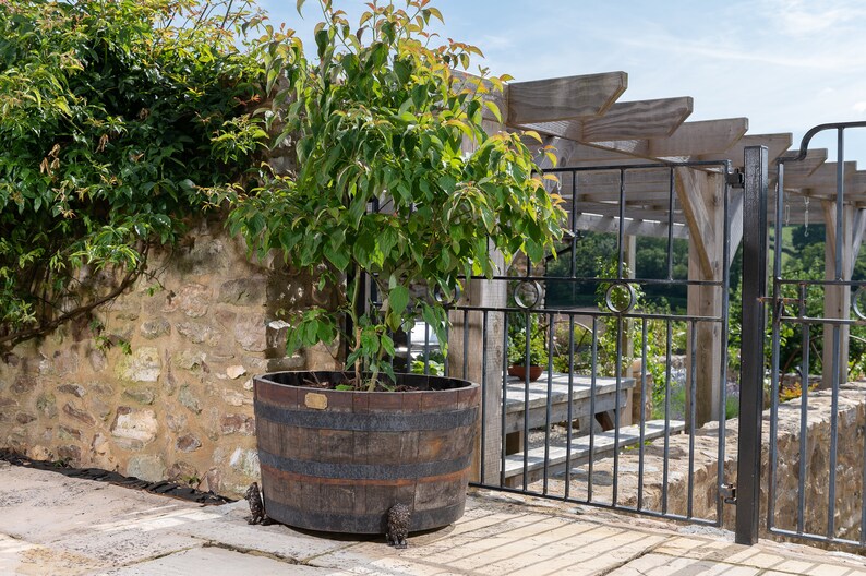 May include: A small tree growing in a large wooden barrel planter with metal feet. The planter is brown and has metal bands around it. The tree is green and has small leaves. The planter is sitting on a stone patio. There is a wooden pergola and a black metal gate in the background.