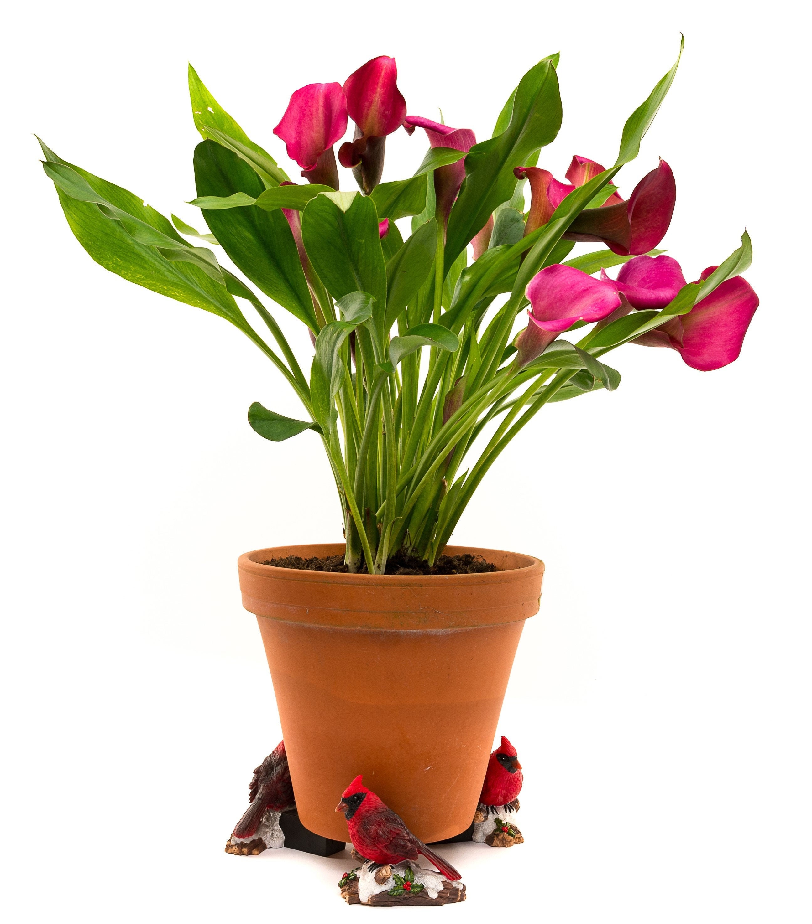 Full Colour Red Cardinal Bird Potty Feet Plant Pot Feet X 3 Etsy