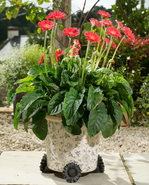 Bronze Gnseblmchen Tpfchen Fe: Antike Garten Deko, 3er Set - Etsy  sterreich