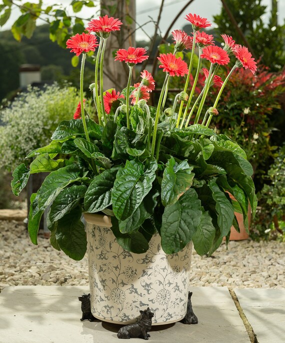 Badger Potty Feet Plant Pot Feet Gift Boxed Set Of 3 Antique Bronze Coloured Badger Plant Pot Risers