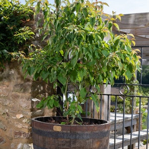 May include: A green leafy plant in a brown wooden barrel planter with metal feet. The planter is sitting on a stone patio.