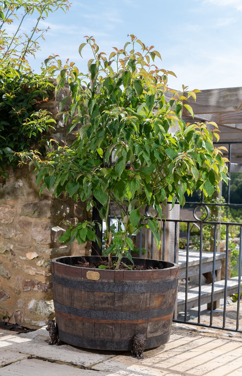 May include: A green leafy plant in a brown wooden barrel planter with metal feet. The planter is sitting on a stone patio.
