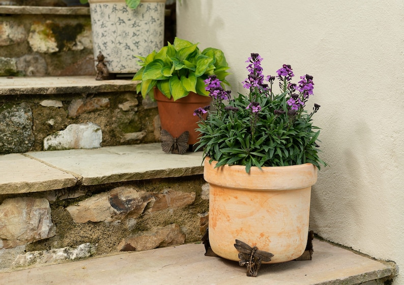 Puede incluir: Dos macetas de terracota con plantas en una escalera de piedra. La maceta en el escal&oacute;n inferior tiene flores moradas y la maceta en el escal&oacute;n superior tiene hojas verdes. Ambas macetas tienen soportes met&aacute;licos decorativos en forma de mariposa.