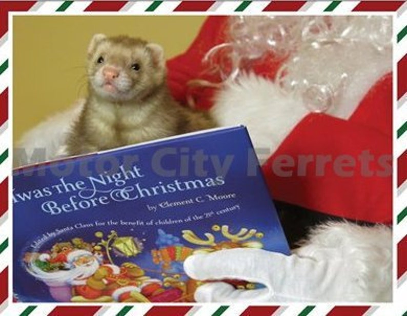 Ferret Holiday Cards Seals Christmas, Xmas, Note Cards, Blank Inside image 7