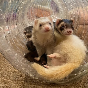 Le meilleur jouet pour furet de tous les temps Tubes à entonnoir transparent extra longs pour furets, chats, chatons, rats, cobayes et petits animaux image 6