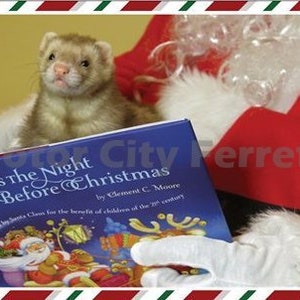 Ferret Holiday 6 Card Set Seals FREE SHIP Christmas, Xmas, Note Cards, Blank Inside image 7