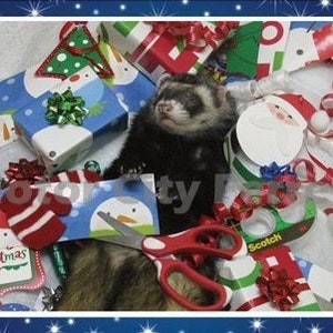 Ferret Holiday 6 Card Set Seals FREE SHIP Christmas, Xmas, Note Cards, Blank Inside image 2