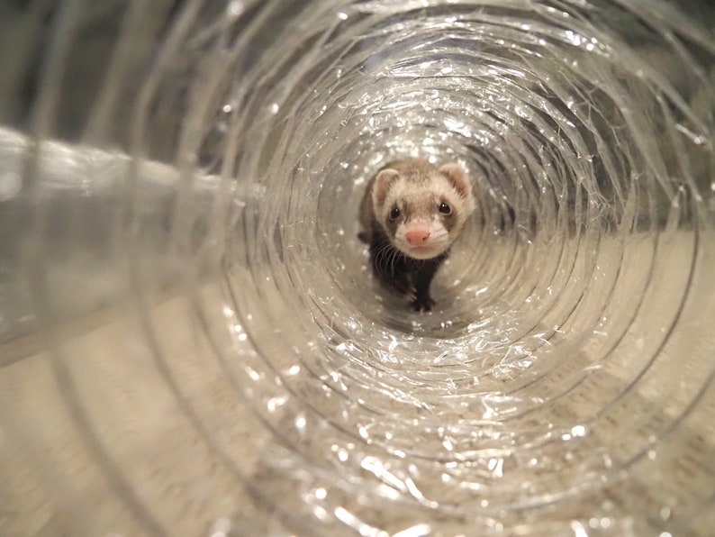 Le meilleur jouet pour furet de tous les temps Tubes à entonnoir transparent extra longs pour furets, chats, chatons, rats, cobayes et petits animaux image 5