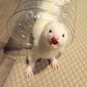 Le meilleur jouet pour furet de tous les temps Tubes à entonnoir transparent extra longs pour furets, chats, chatons, rats, cobayes et petits animaux image 4