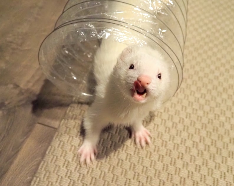 Le meilleur jouet pour furet de tous les temps Tubes à entonnoir transparent extra longs pour furets, chats, chatons, rats, cobayes et petits animaux image 4