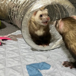 Le meilleur jouet pour furet de tous les temps Tubes à entonnoir transparent extra longs pour furets, chats, chatons, rats, cobayes et petits animaux image 2