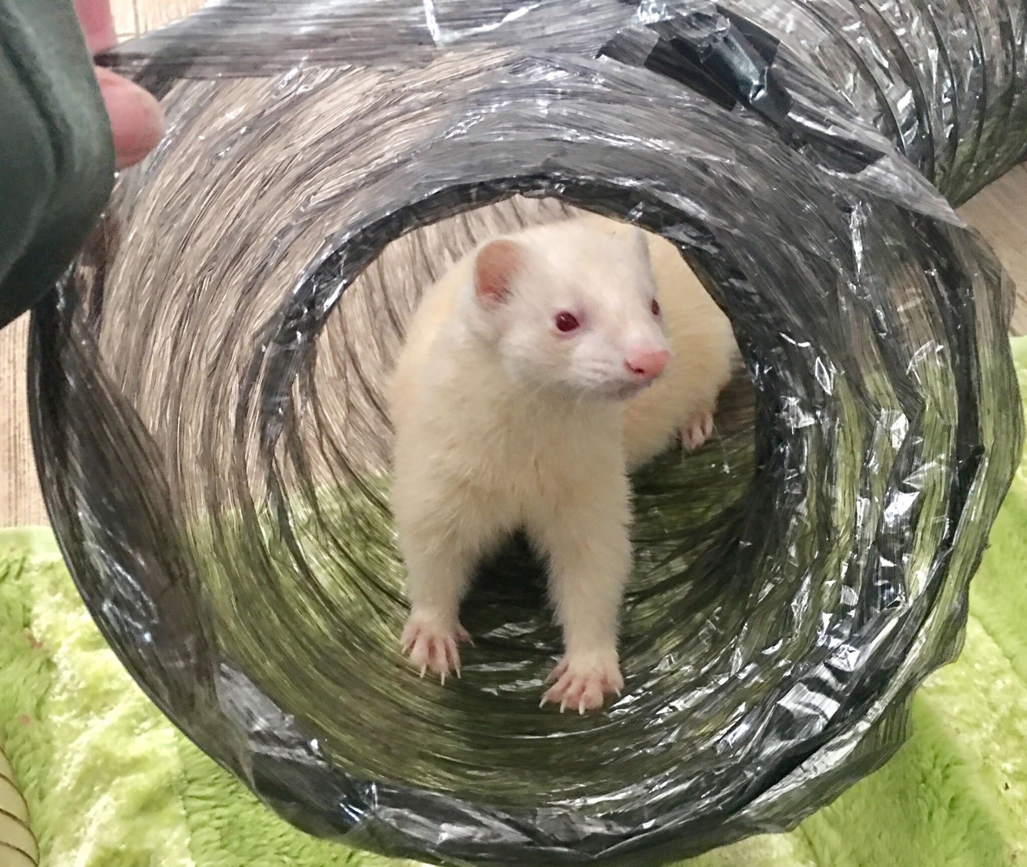 Biggest Ferret Ever Recorded? You Won'T Believe This! - 0l5ncso