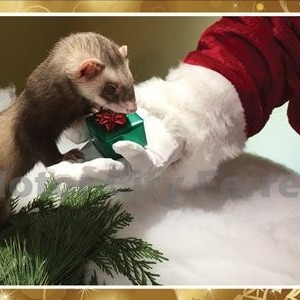 Ferret Holiday Cards Seals Christmas, Xmas, Note Cards, Blank Inside image 4