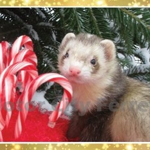 Ferret Holiday Cards Seals Christmas, Xmas, Note Cards, Blank Inside image 2