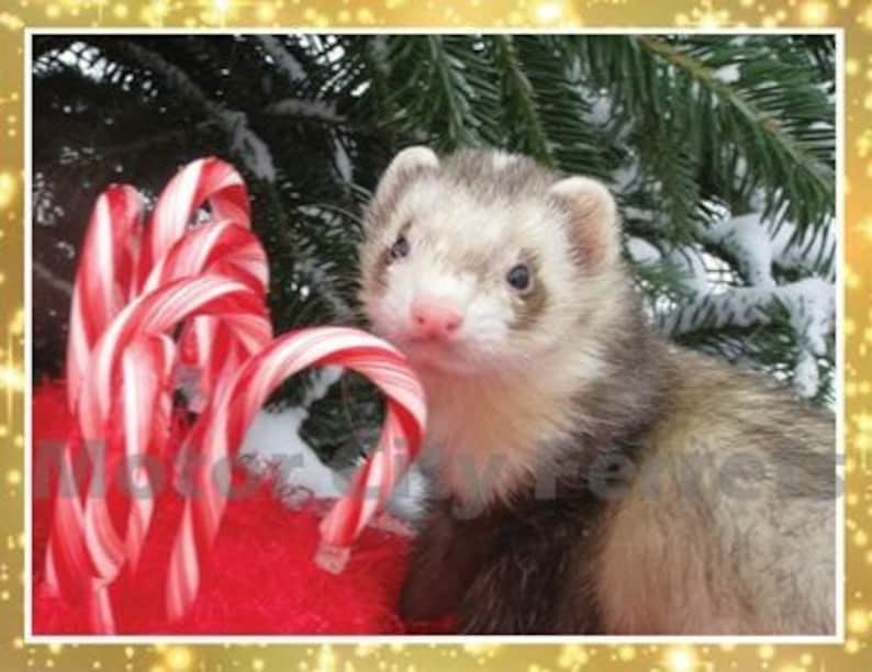 Ferret Holiday Cards Seals Christmas, Xmas, Note Cards, Blank Inside image 2