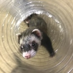 Ferret Toys