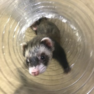 May include: A ferret with black and white fur is looking out of a clear plastic tube. The ferret's head and shoulders are visible, and its eyes are looking directly at the camera.