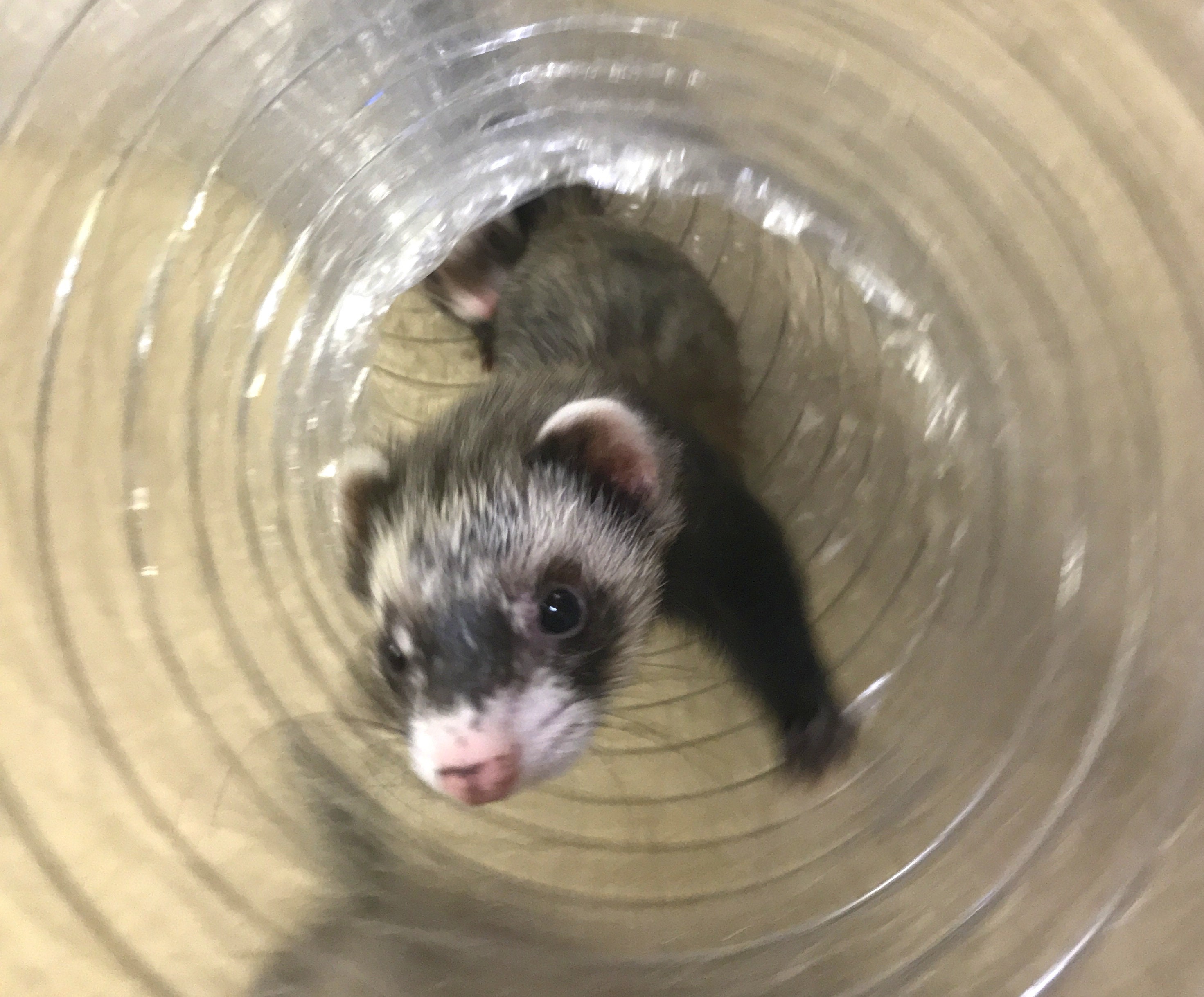 Ferret purse sales