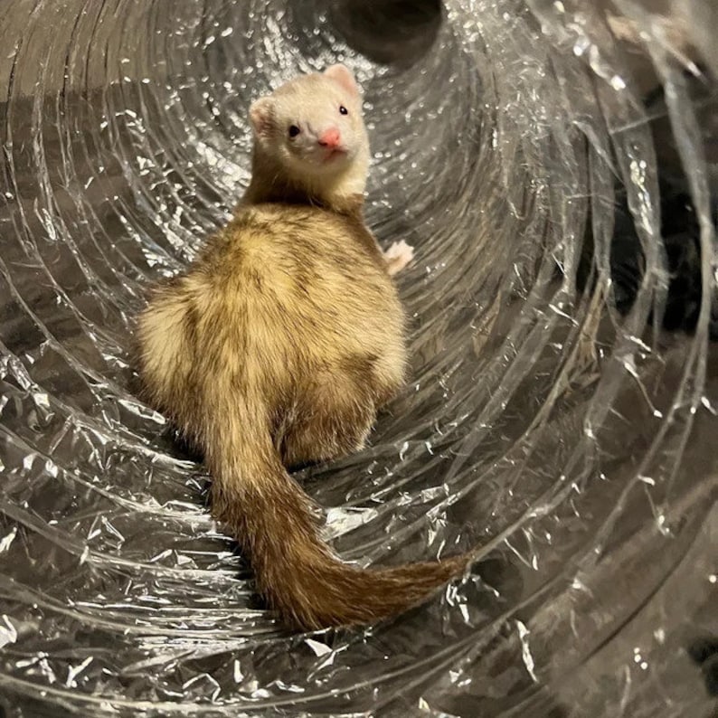 Le meilleur jouet pour furet de tous les temps Tubes à entonnoir transparent extra longs pour furets, chats, chatons, rats, cobayes et petits animaux image 7