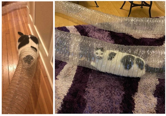 Ferret tubes clearance cheap