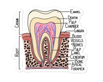 Tooth Diagram Kiss Cut Sticker, Dentist Gifts, Graduation Gift, Science Teacher, Dental Assistant, Teeth, Nerdy