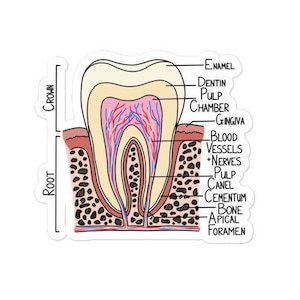 Tooth Diagram Kiss Cut Sticker, Dentist Gifts, Graduation Gift, Science Teacher, Dental Assistant, Teeth, Nerdy