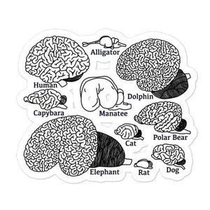 Arten von Gehirnen Kiss Cut Sticker, Neurowissenschaften, Neurologie Geschenke, Abschluss Geschenk, Psychologie Student, Wissenschaftslehrer, Gehirn,