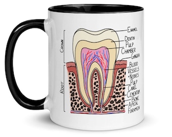 Tooth Diagram Color Mug, Dentist Gift, Graduation Gifts, Dentistry Hygienist, Dental Student, Science Teacher, Nerdy