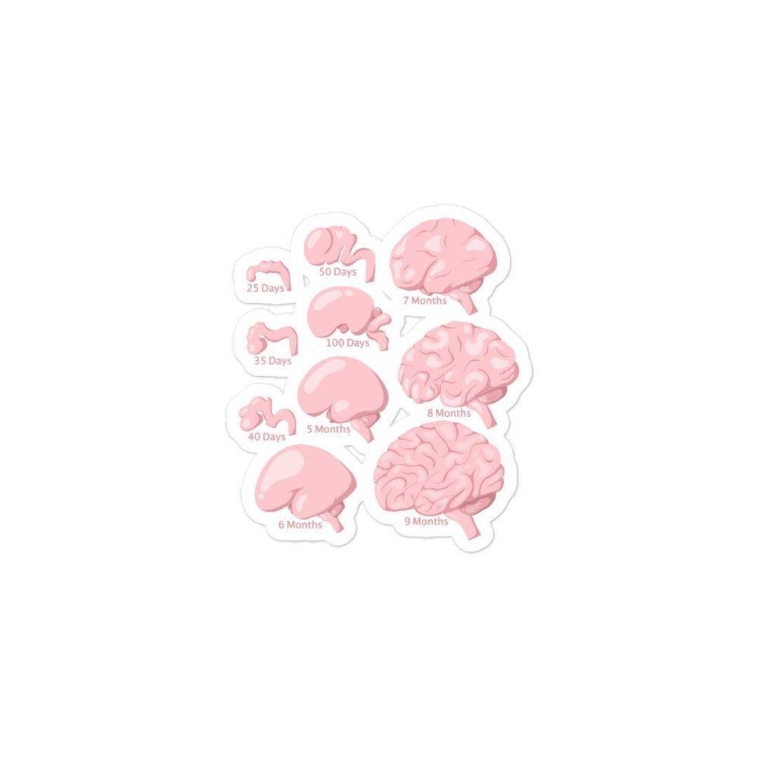 Neurology Sticker Brain Development Stages Sticker, Neuroscience Neurology Gift - Etsy