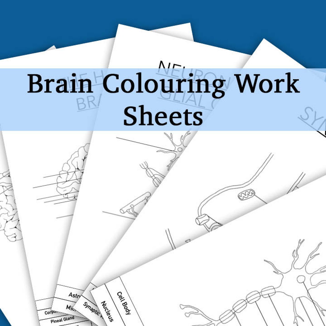 Brain Colouring Work Sheets DIGITAL DOWNLOAD / Neuroscience / School ...