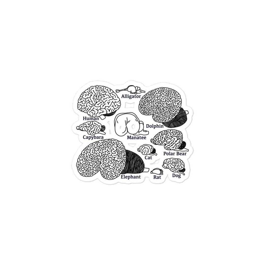Types of Brains Kiss Cut Sticker, Neuroscience, Neurology Gifts ...