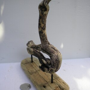 May include: A piece of driftwood art with a unique shape, mounted on a wooden base with metal pins. The driftwood is a light brown colour with darker brown accents.