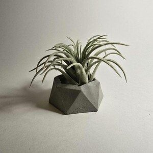 May include: A small, gray, geometric concrete planter with a green air plant growing inside.