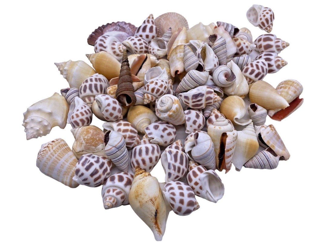 Beach Shell Shells Collection 75+ Pcs Hermit Crab Speckled Colorful Big ...