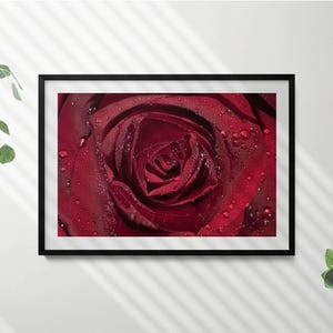 Close-Up Of A Red Rose In Dew Wall Art in Frame, Flowers and plants Framed Art, Red Wall Art, Home Decorations
