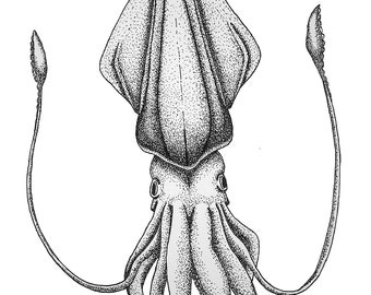 Stippling Squid Print - Sea Creature Decor, Aquatic Decor, Black and White Squid