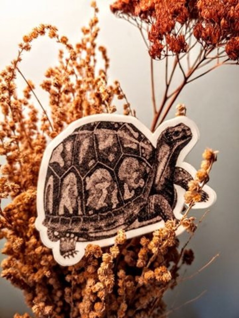 Eastern Box Turtle Vinyl Die Cut Stickers - Etsy