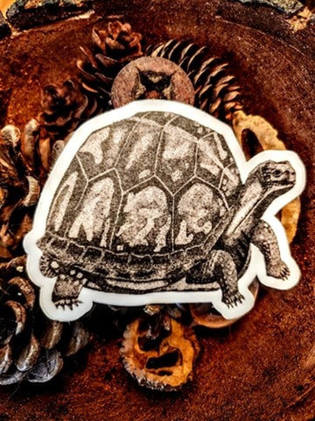 Turtlebox Custom Decal Eastern Box Turtle Vinyl Die Cut Stickers - Etsy