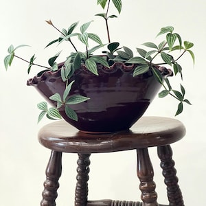 May include: A deep burgundy ceramic plant pot with a scalloped rim, overflowing with a trailing plant with green and white striped leaves. The pot rests on a dark wooden stool, creating a rustic, natural aesthetic.