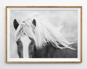 May include: Black and white photograph of a horse's head and neck. The horse has a white blaze on its face and a long, flowing mane.