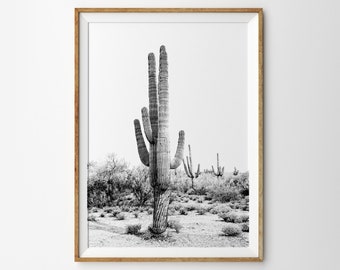 May include: Black and white photograph of a tall, slender cactus in a desert landscape. The cactus is in the foreground, with other cacti in the background.