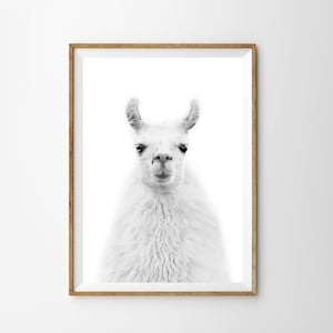 Llama Print Alpaca Print Boho Nursery Boho Decor Black and White Nursery Wall Art Llama Nursery Printable Art Llama Wall Art Lama Print