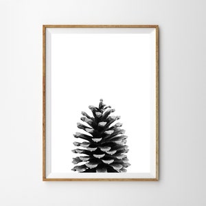 May include: A black and white photograph of a pine cone against a white background. The pine cone is centred in the image and is the only object visible.