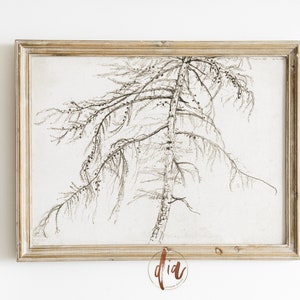 Vintage Tree Drawing, Larch Tree Sketch, Antique Tree Drawing, Printable Vintage Sketch, French Country Farmhouse Decor, Digital Download