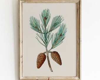 Vintage Winter Botanische Druck, Zweige mit Tannenzapfen Zeichnung, Vintage Botanische, druckbare Wand Kunst Digitaldruck Land Bauernhaus Dekor