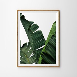 May include: A framed print of a close-up of two large green banana leaves against a white background.