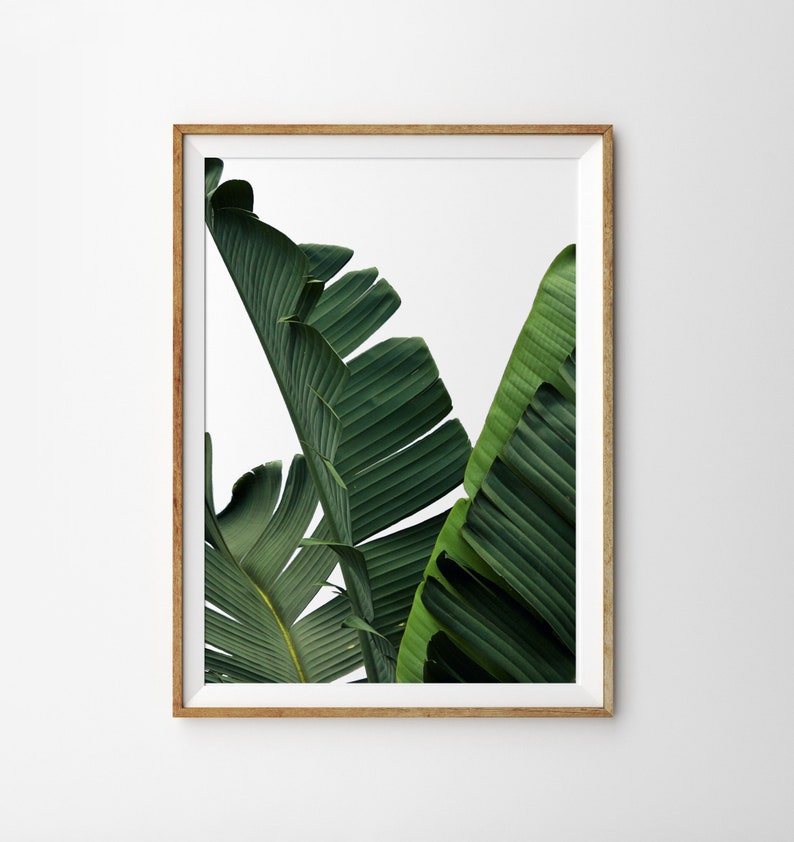 May include: A framed print of a close-up of two large green banana leaves against a white background.